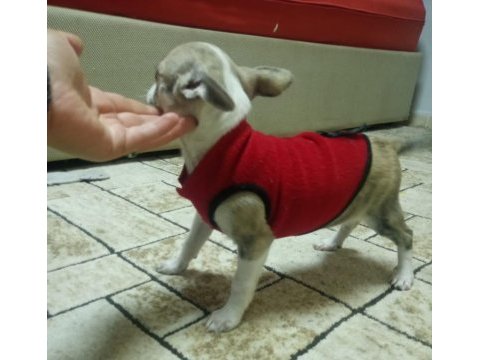 4 aylık yavru chihuahua