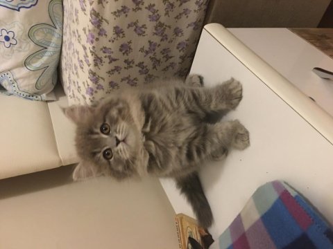 Zeka küpü british longhair
