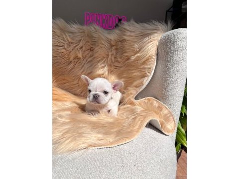 Mükemmel anatomi french bulldog yavrular