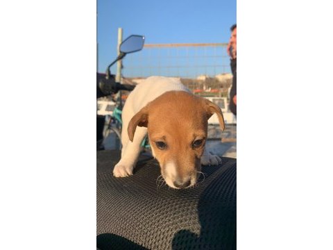 Çok güzel maskeli jack russell 1 dişi ve 1 erkek