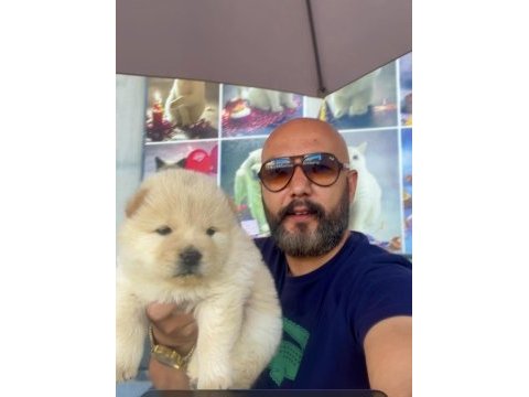 55 günlük dişi chow chow