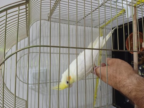 İki buçuk aylık yavru lutino sultan papağanı