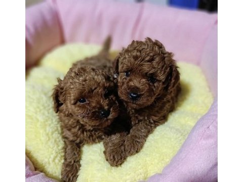 Poodle yavrularımız