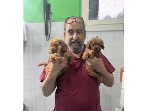 Hekim onaylı maltipoo yavruları