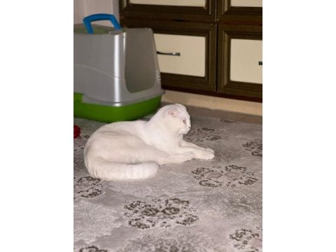 1,5 yaşında oyuncu sağlıklı scottish fold