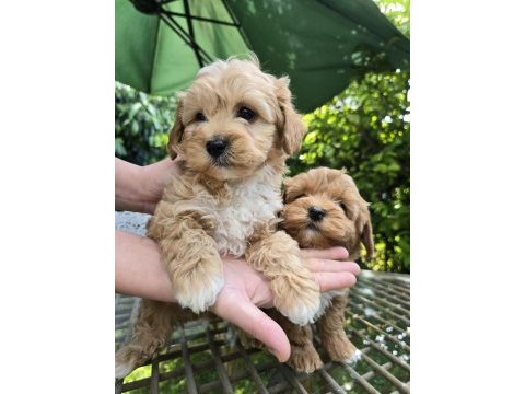 0 numara eğitimli maltipoo yavrularımız