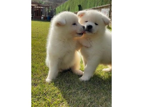 Japon akita inu yavruları istanbul