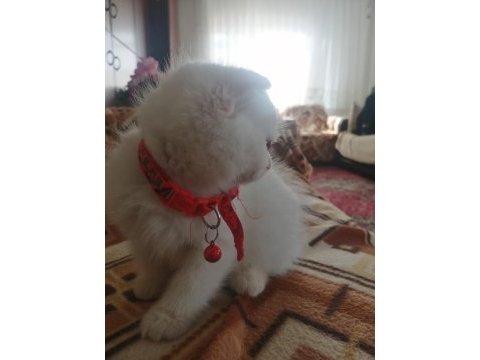 Ücretli sahiplendirme scottish fold blue point