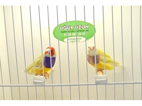 Gouldian finch (gökkuşağı ispinozu)