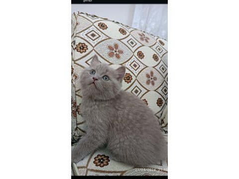British shorthair yavrumuz