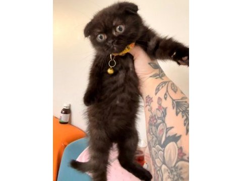 Scottish fold dişi çikolata bitter bebek