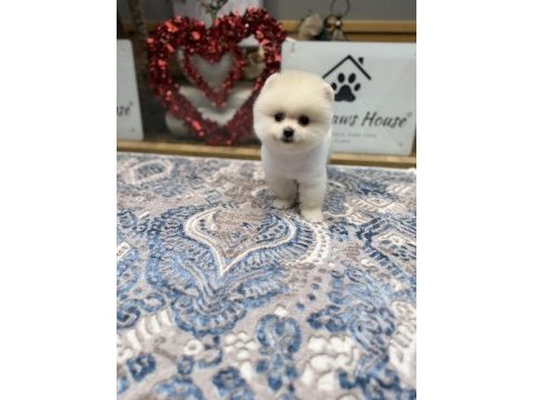 En güzel pomeranian boo yavrualar