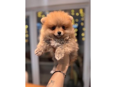 Minicik pomeranian boo