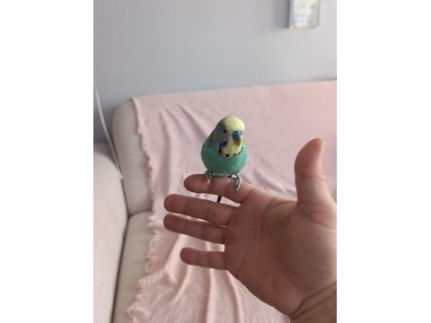 Evcil muhabbet kuşu