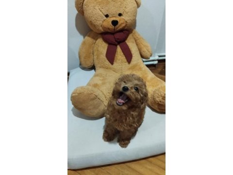 Acil toy poodle