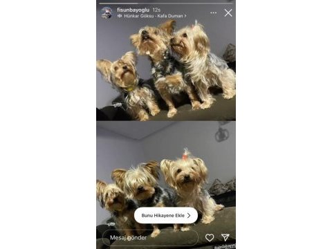 Saf kan yorkshire terrier