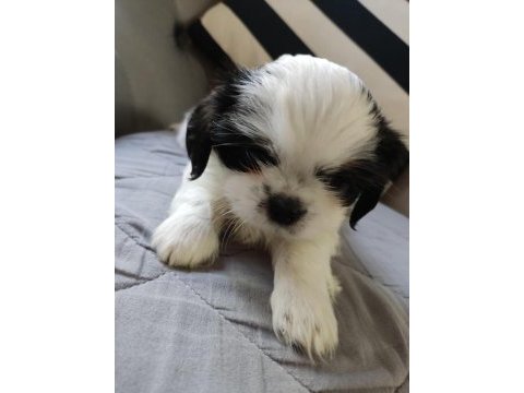 Shih tzu bebekler