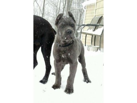Estetikli black ve blue cane corso yavrular