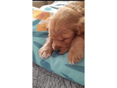 Dünya tatlısı american cocker kız bebek bakımlı
