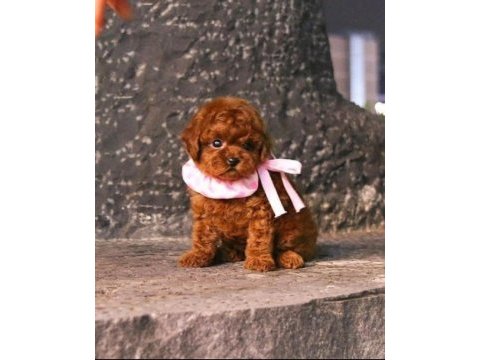 Mini boy xs ırk ve sağlık garantili kore poodle bebekler