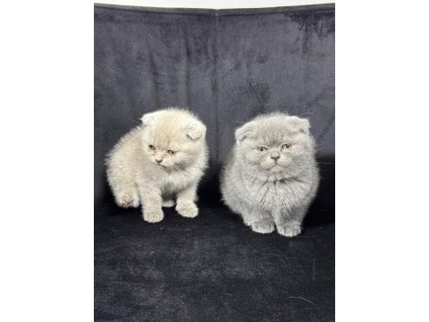 Ayı surat british shorthair yavrular