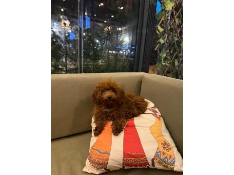 Mikro boy bebekler ve 4 aylık dişi darkred toy poodle