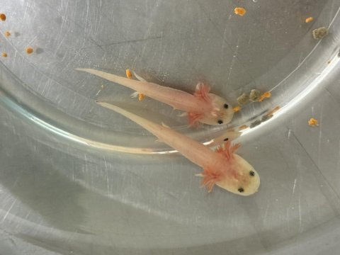 Yeme düşmüş saglıklı axolotlar