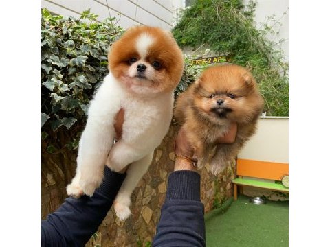 Pomeranian yavrular