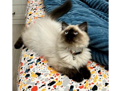 Acil mama karşılığında verilecek birman kedisi