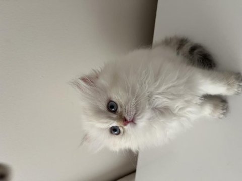 British longhair yavrular