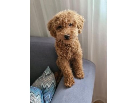 Maltipoo ve toy poodle