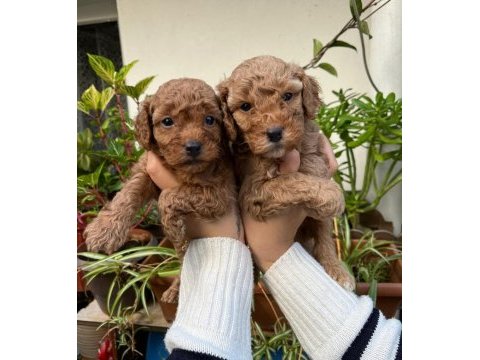 Mükemmel kalitede toy poodle minnoşlar