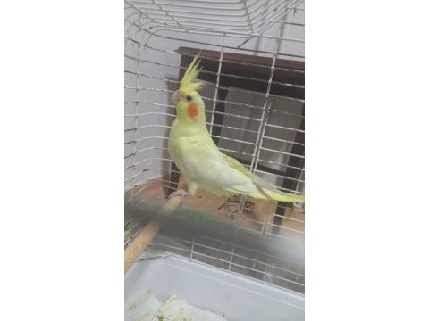 Satılık yavru sultan papağanı 1 aylık