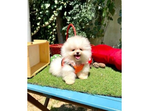 Erkek dişi pomeranian yavrular