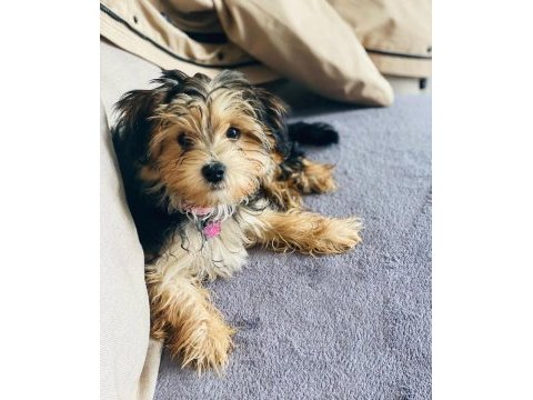 En küçük boy morkie yavrularımız