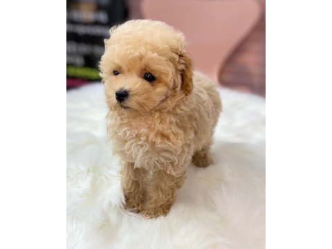 Efsane maltipoo yavruları