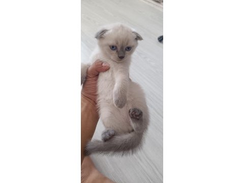 Scottish fold yavrularımız sahiplendirilecektir