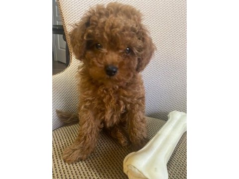 Toy poodle yavrularımız ömürlük aileleri bekliyor