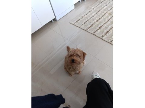 Toy poodle ve maltipoo köpeklerimizi sahiplendirme