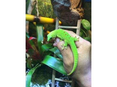 Gıant day geckolar (özel tür)