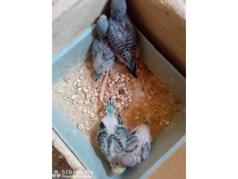 Yumurtalı ve yavrulu takım kuşlar