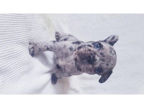 Merle paltinyum lilac blue french bulldog