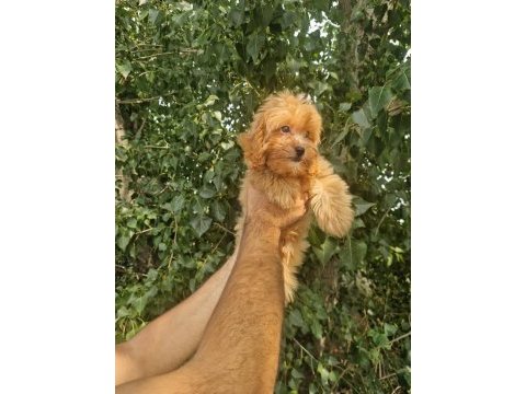 A kalite tüy dökmeyen maltipoo yavrular
