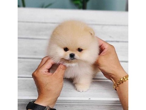 En tatlı pomeranian yavrularımız