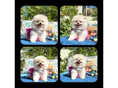 Pomeranian boo dişi yavrumuz