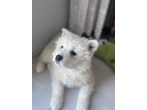 Dişi samoyed