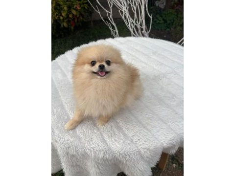 Yetişkin a kalite pomeranian boo