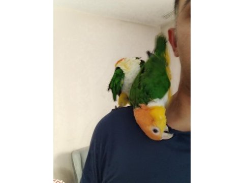 Alışkın dna belgeli çift caique