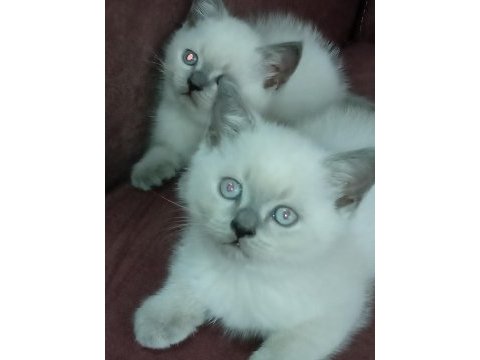 Blue point ve scottish fold yavrular 7 tane