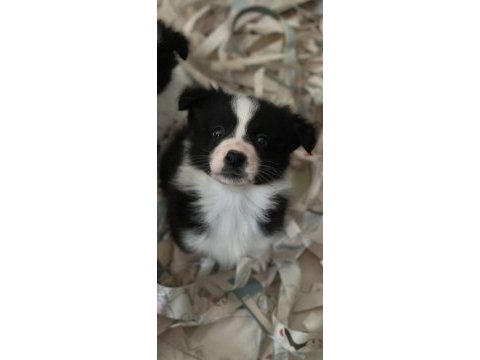 Border collie bebekler